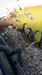 pinguine Luisenpark